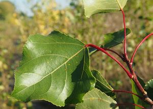 Topol kanadský (Populus x canadensis)