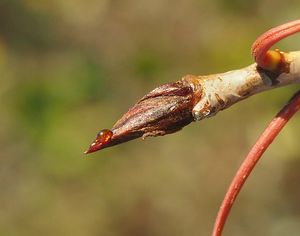 Topol kanadský (Populus x canadensis)