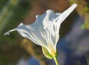 Opletník plotní (Calystegia sepium)