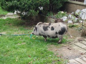 Klikni pro velký obrázek