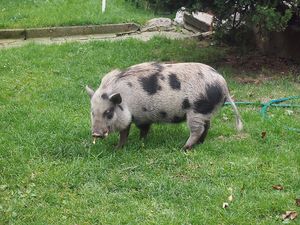 Klikni pro velký obrázek