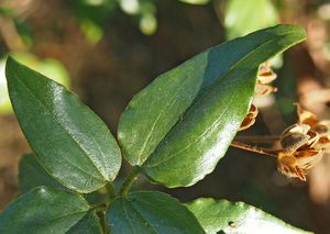 Cist vavřínolistý (Cistus laurifolius)