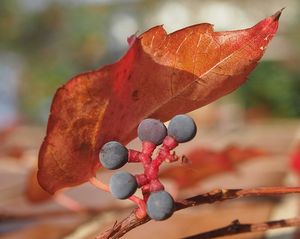 Loubinec trojlaločný (Parthenocissus tricuspidata)