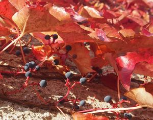 Loubinec trojlaločný (Parthenocissus tricuspidata)