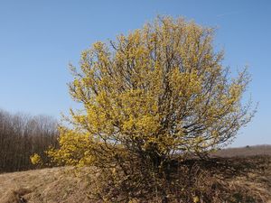 Dřín obecný (Cornus mas)