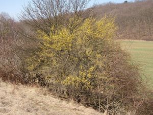 Dřín obecný (Cornus mas)