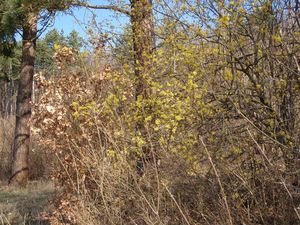 Dřín obecný (Cornus mas)