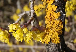 Dřín obecný (Cornus mas)