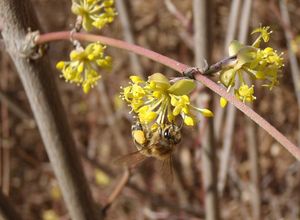 Dřín obecný (Cornus mas)