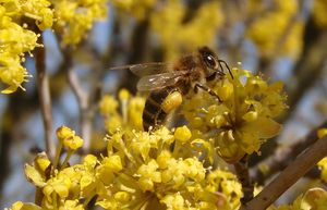 Dřín obecný (Cornus mas)