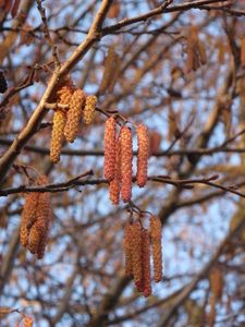 Olše lepkavá (Alnus glutinosa)