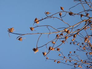 Liliovník tulipánokvětý (Liriodendron tulipifera )