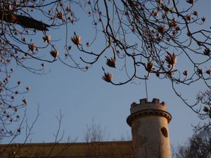 Liliovník tulipánokvětý (Liriodendron tulipifera )