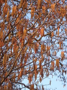 Olše lepkavá (Alnus glutinosa)