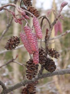 Olše lepkavá (Alnus glutinosa)