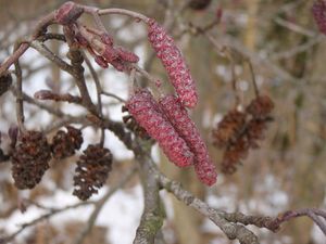 Olše lepkavá (Alnus glutinosa)