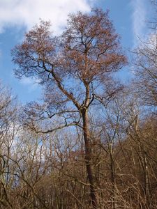 Olše lepkavá (Alnus glutinosa)