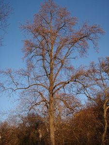 Liliovník tulipánokvětý (Liriodendron tulipifera )