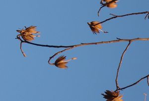 Liliovník tulipánokvětý (Liriodendron tulipifera )