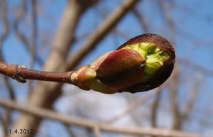 Javor mléč (Acer platanoides)