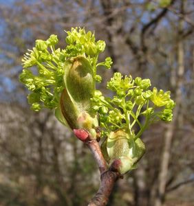 Javor mléč (Acer platanoides)