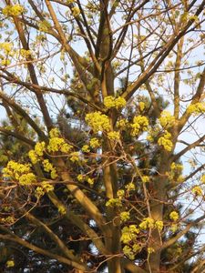 Javor mléč (Acer platanoides)