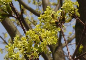 Javor mléč (Acer platanoides)