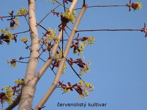 Javor mléč (Acer platanoides)