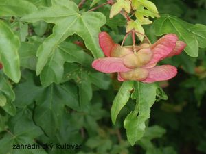 Javor babyka (Acer campestre)