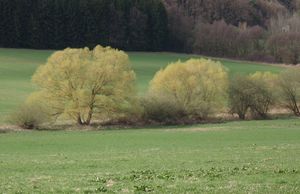 Vrba (Salix sp.)