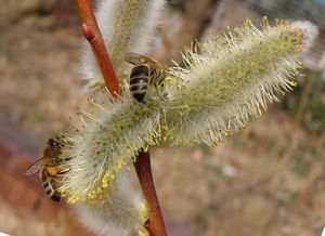 Vrba (Salix sp.)