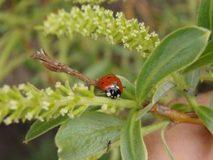 Vrba (Salix sp.)