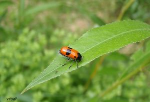 Vrba (Salix sp.)