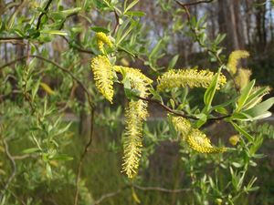 Vrba (Salix sp.)