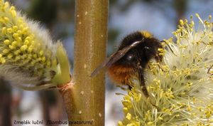 Vrba košařská a pod. (Salix viminalis x S.sp.)