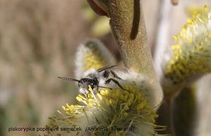 Vrba košařská a pod. (Salix viminalis x S.sp.)