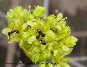 Javor mléč (Acer platanoides)