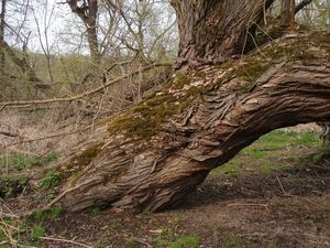 Vrba (Salix sp.)