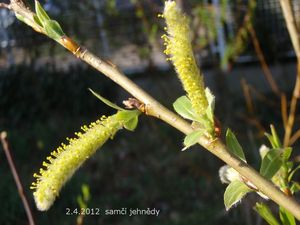 Vrba křehká  (Salix euxina  /dříve S. fragilis/)