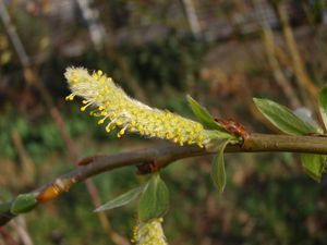 Vrba křehká  (Salix euxina  /dříve S. fragilis/)