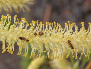 Vrba křehká  (Salix euxina  /dříve S. fragilis/)