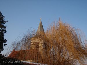 Vrba náhrobní (Salix alba x S.babylonica)