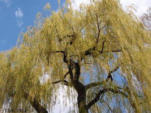 Vrba náhrobní (Salix alba x S.babylonica)