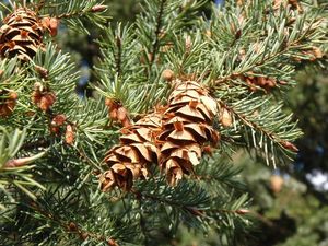 Douglaska tisolistá (Pseudotsuga menziesii)