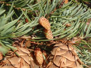 Douglaska tisolistá (Pseudotsuga menziesii)