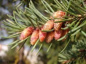 Douglaska tisolistá (Pseudotsuga menziesii)