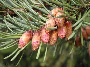 Douglaska tisolistá (Pseudotsuga menziesii)