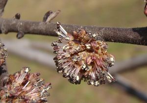 Jilm drsný /horský/ (Ulmus glabra)