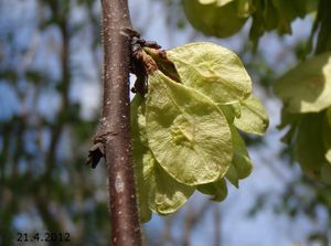 Jilm drsný /horský/ (Ulmus glabra)