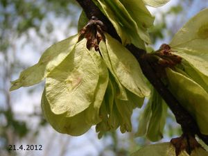 Jilm drsný /horský/ (Ulmus glabra)